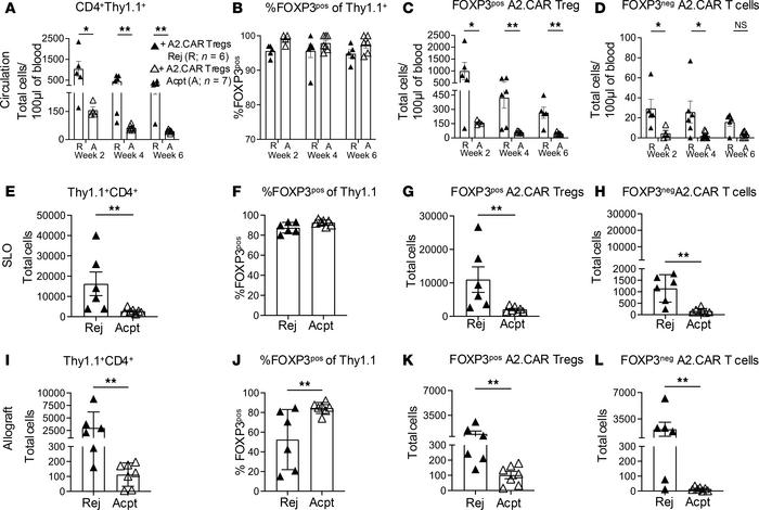 Recipients of A2.CAR Tregs and low-dose anti-CD154 with Acpt allografts ...