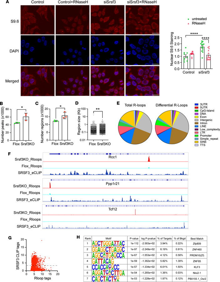Spatial and genomic effects of SRSF3 on R-loops.
(A) Immunofluorescence ...