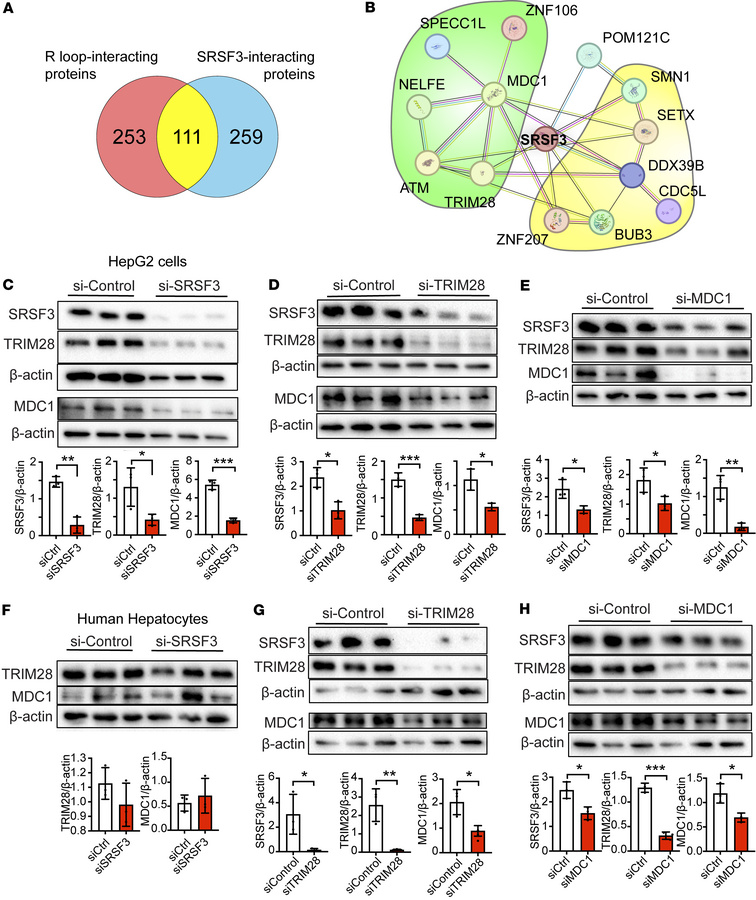 SRSF3 interacts with TRIM28 and MDC1.
(A) Overlap of SRSF3-interacting p...