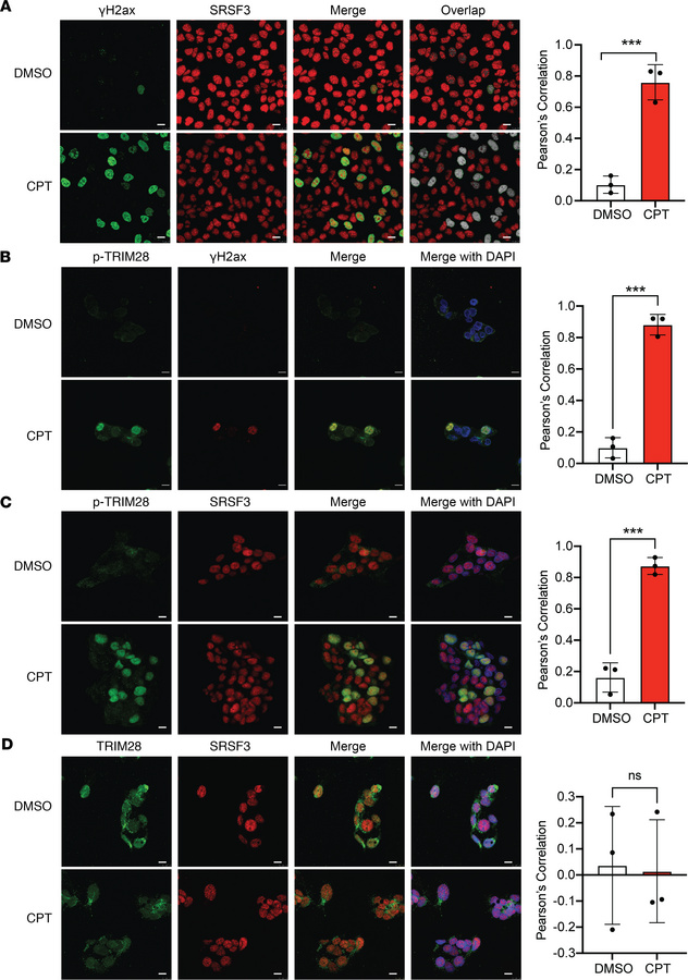 SRSF3 and TRIM28(pSer824) colocalize to sites of DNA damage.
HepG2 cells...