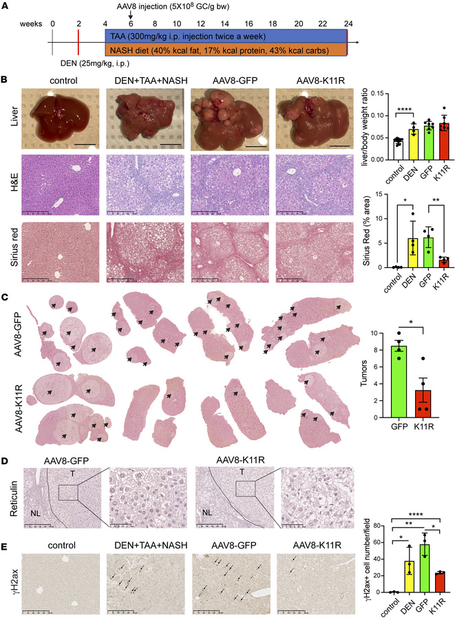 Preventing SRSF3 degradation reduces HCC.
(A) Schematic of the chemicall...