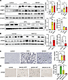 Preventing SRSF3 degradation reduces hepatocyte DNA damage in vivo.