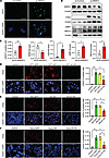 Preventing SRSF3 degradation reduces HepG2 cell DNA damage in vitro.