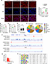Spatial and genomic effects of SRSF3 on R-loops.