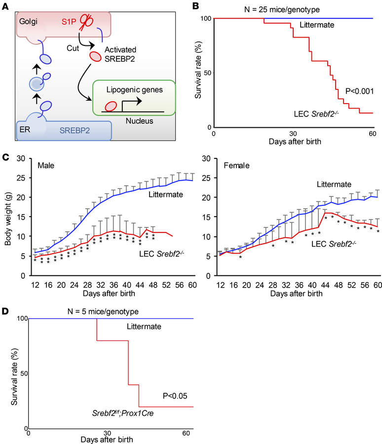 LEC-specific SREBP2 deletion in mice causes postnatal lethality.
(A) Dia...