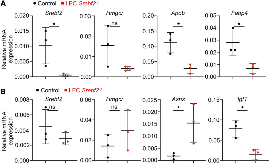 Mice with deletion of SREBP2 in LECs show hypotriglyceridemic and wastin...