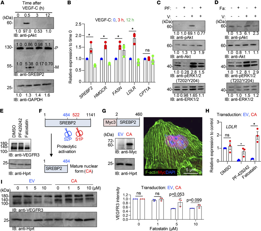 VEGF-C/VEGFR3 signaling is S1P dependent.
(A) Western blotting of phosph...