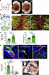Mice lacking S1P in LECs show defective lymphatic phenotypes.