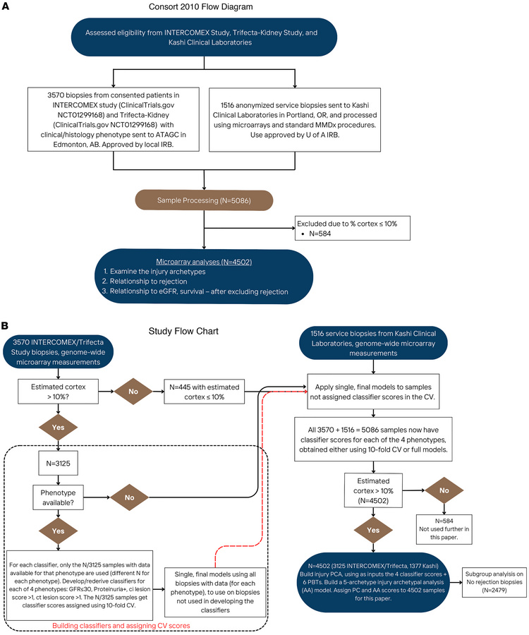 CONSORT diagram and study design.
(A) CONSORT diagram showing biopsy inc...