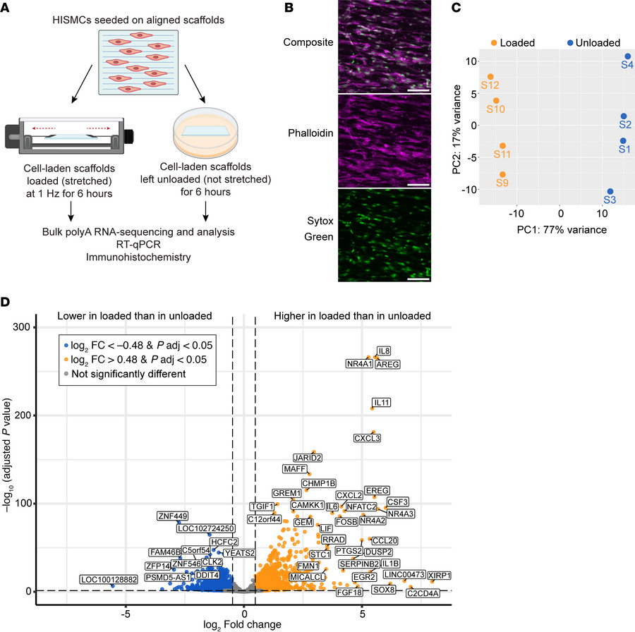 Dynamic loading for 6 hours led to many changes in gene expression.
(A) ...