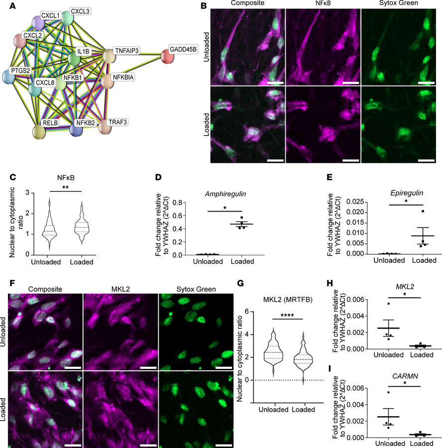 Loaded HISMCs have increased synthetic gene expression and activation of...