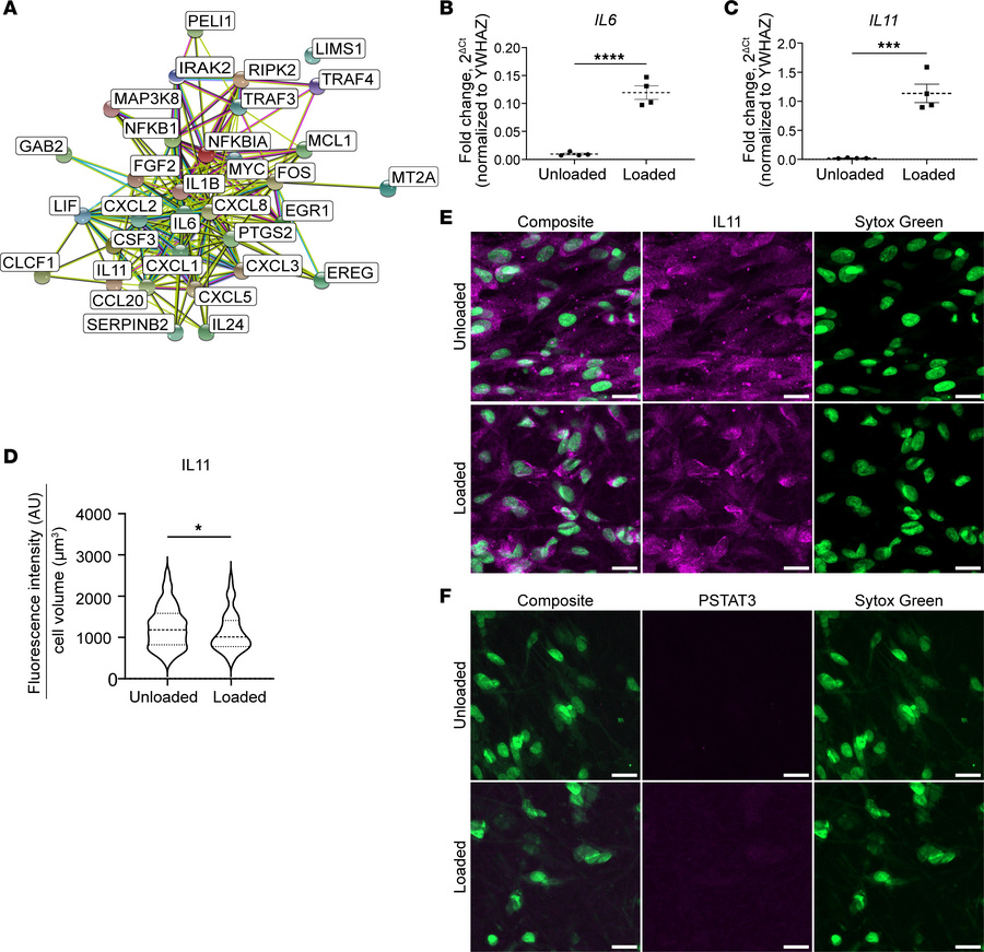 Supraphysiologic cyclical stretching stimulates production of cytokines,...
