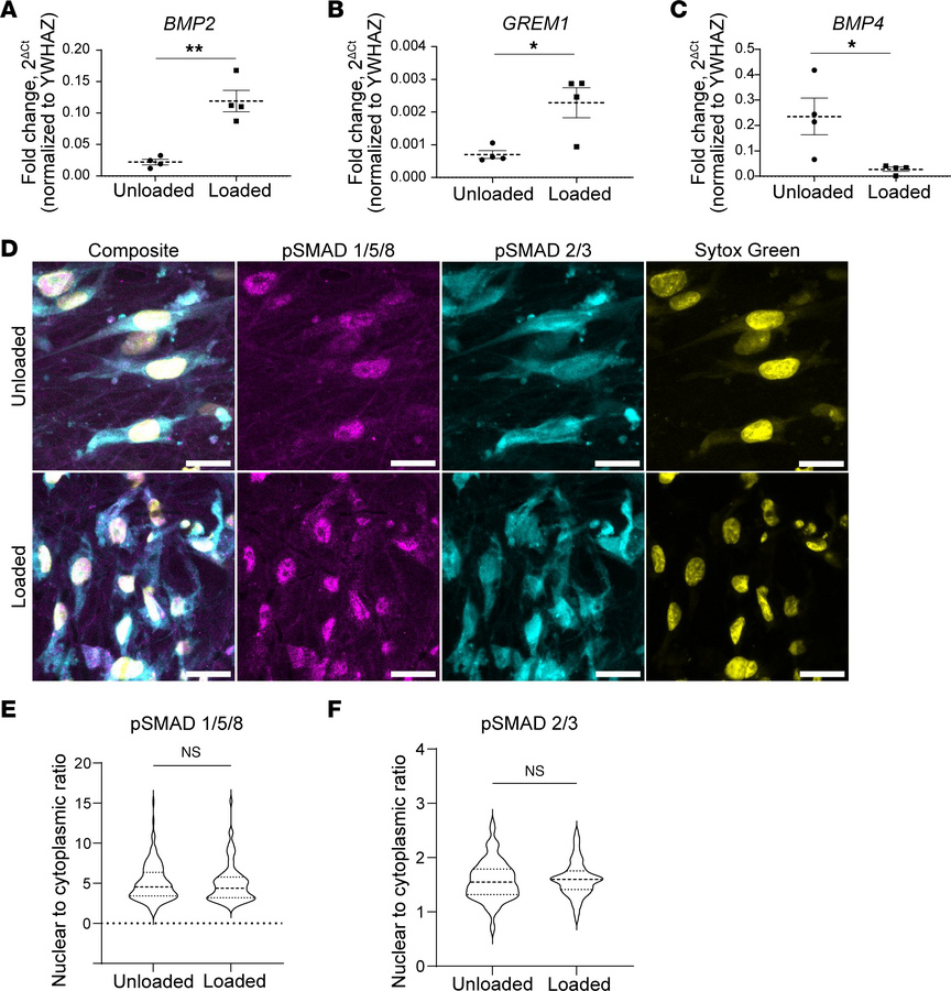TGF-β superfamily genes are differentially expressed after HISMC loading...