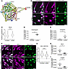 Loaded HISMCs have increased synthetic gene expression and activation of NF