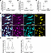 TGF-β superfamily genes are differentially expressed after HISMC loading.