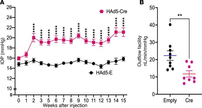 Intravitreal administration of HAd5-Cre elevates IOP and decreases outfl...