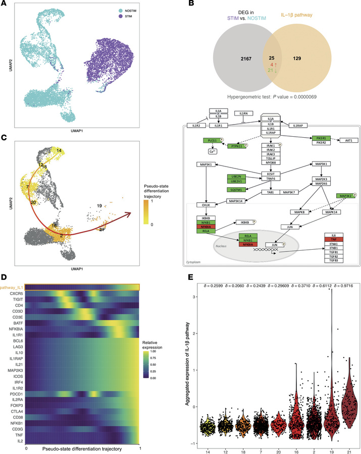 IL-1β signaling is associated with Tfh activation and transition to Tfr....