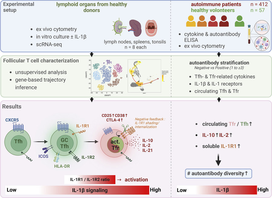 graphical abstract