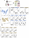The abundance and phenotype of Tfol vary upon secondary lymphoid organs.