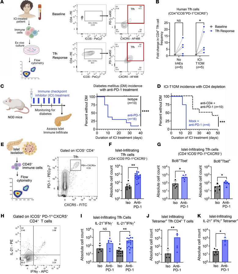 Increased CD4+ Tfh cell response in individuals with ICI-T1DM and a mous...