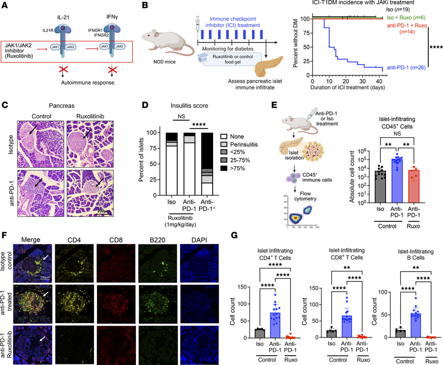 JAKi ruxolitinib provides robust protection against ICI autoimmune DM.
(...