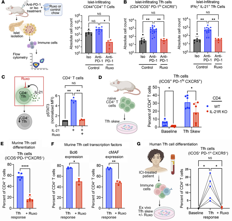JAKi treatment reduces CD4+ Tfh cell response in mice and humans.
(A) Sc...