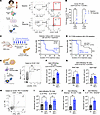Increased CD4+ Tfh cell response in individuals with ICI-T1DM and a mouse m