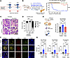 JAKi ruxolitinib provides robust protection against ICI autoimmune DM.