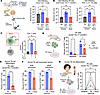 JAKi treatment reduces CD4+ Tfh cell response in mice and humans.