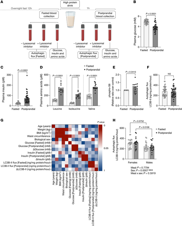 A high-protein meal does not alter autophagic flux in PBMCs.
(A) Study d...