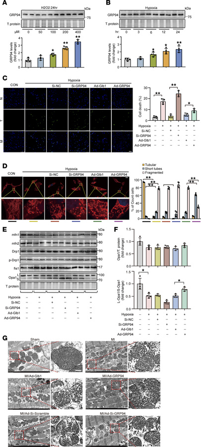 GRP94 attenuates cardiomyocyte apoptosis and mitochondrial fragmentation...