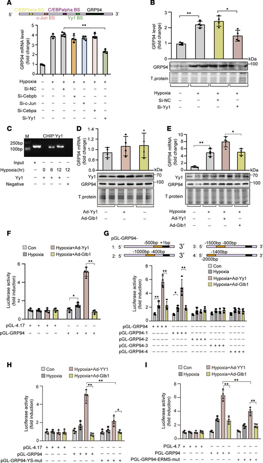 GRP94 is a transcriptional target of Yy1.
(A) Hypoxia-induced GRP94 mRNA...