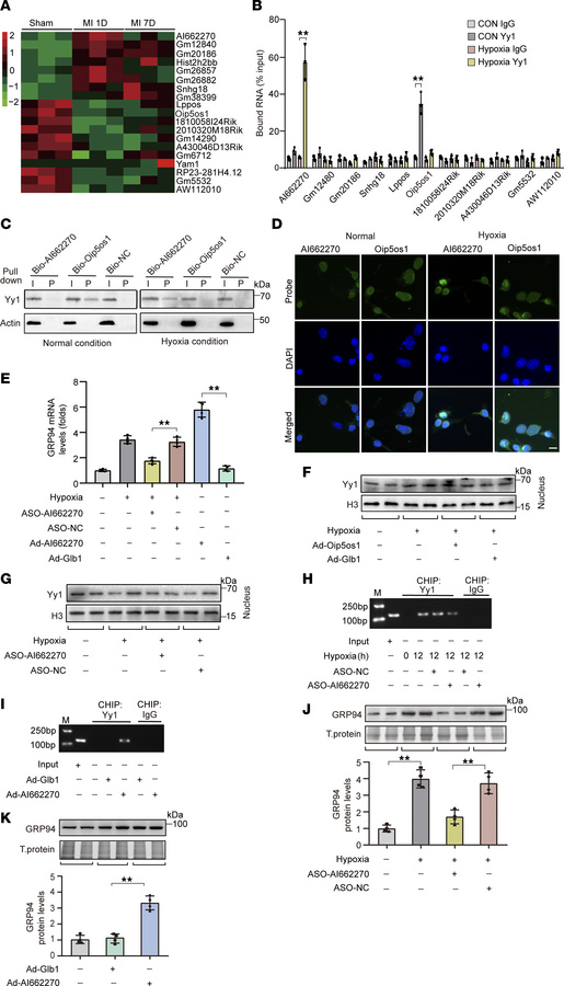 Lnc-AI662270 binds to Yy1 and facilitates Yy1-mediated GRP94 transcripti...
