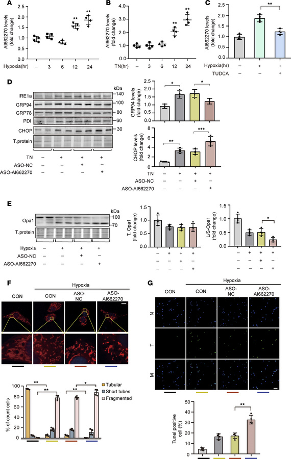 ER stress–induced AI662270 possesses a similar effect to GRP94 in vitro....