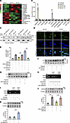 Lnc-AI662270 binds to Yy1 and facilitates Yy1-mediated GRP94 transcription.