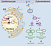 Model of AI662270/Yy1/GRP94/Opa1 signaling in coupling ER stress and mitoch