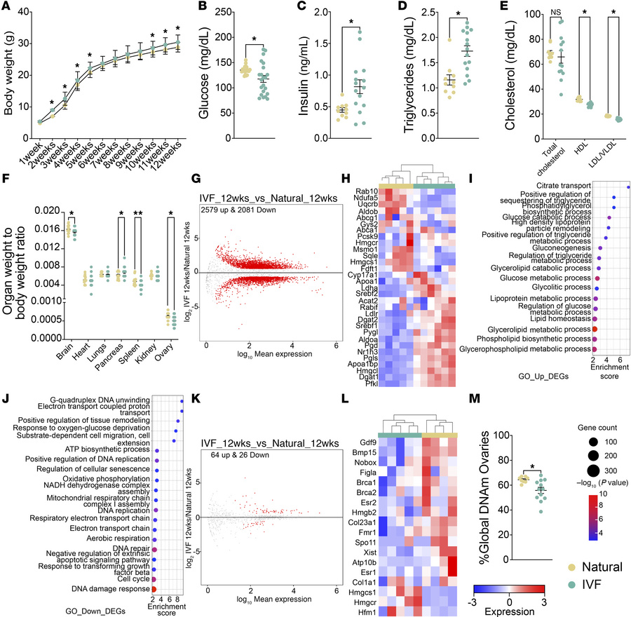 Multigenerational impact of IVF on female offspring.
(A) Body weights we...