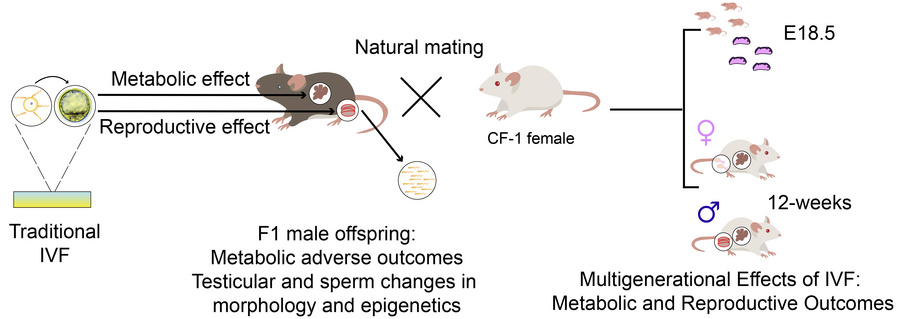 graphical abstract