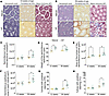 Testicular morphology analysis using hematoxylin-eosin, Picrosirius red, an