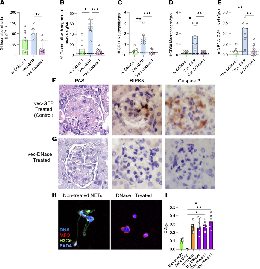vec-DNase I treatment reduces kidney injury, glomerular leukocyte infilt...