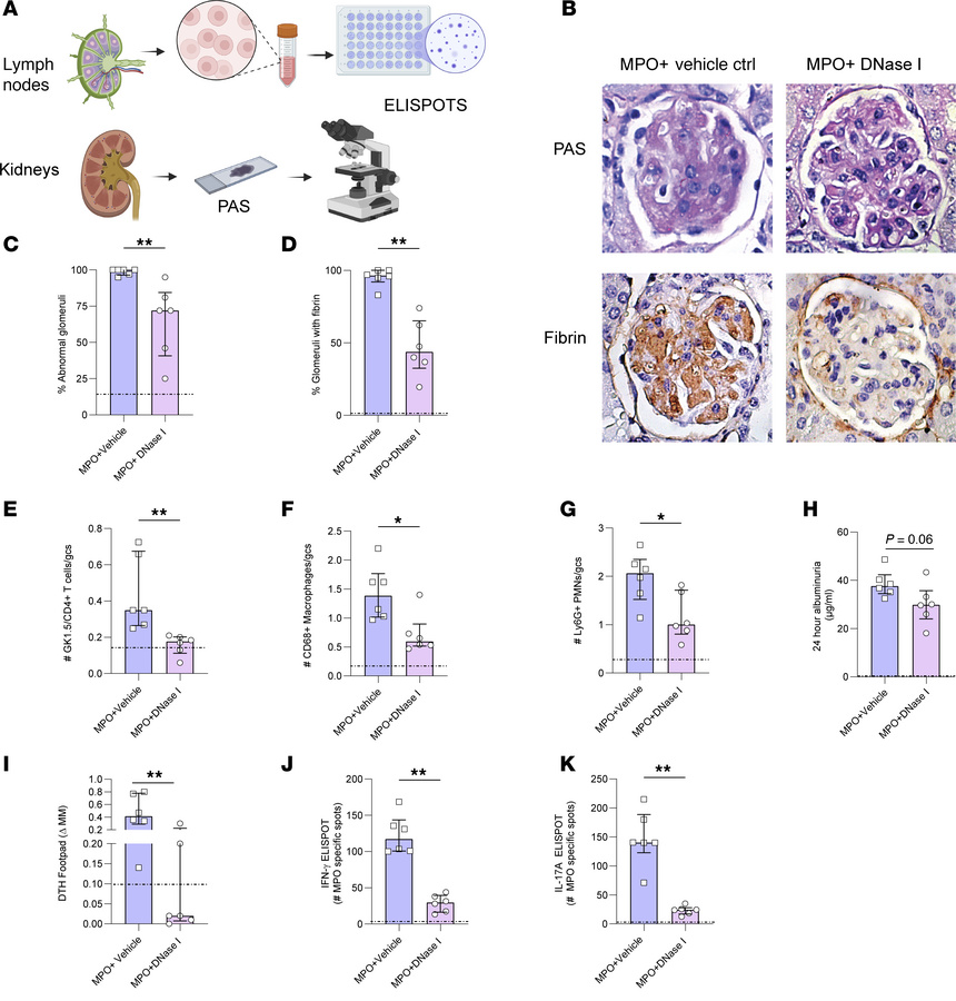 rhDNase I treatment reduces histological glomerular injury, leukocyte re...