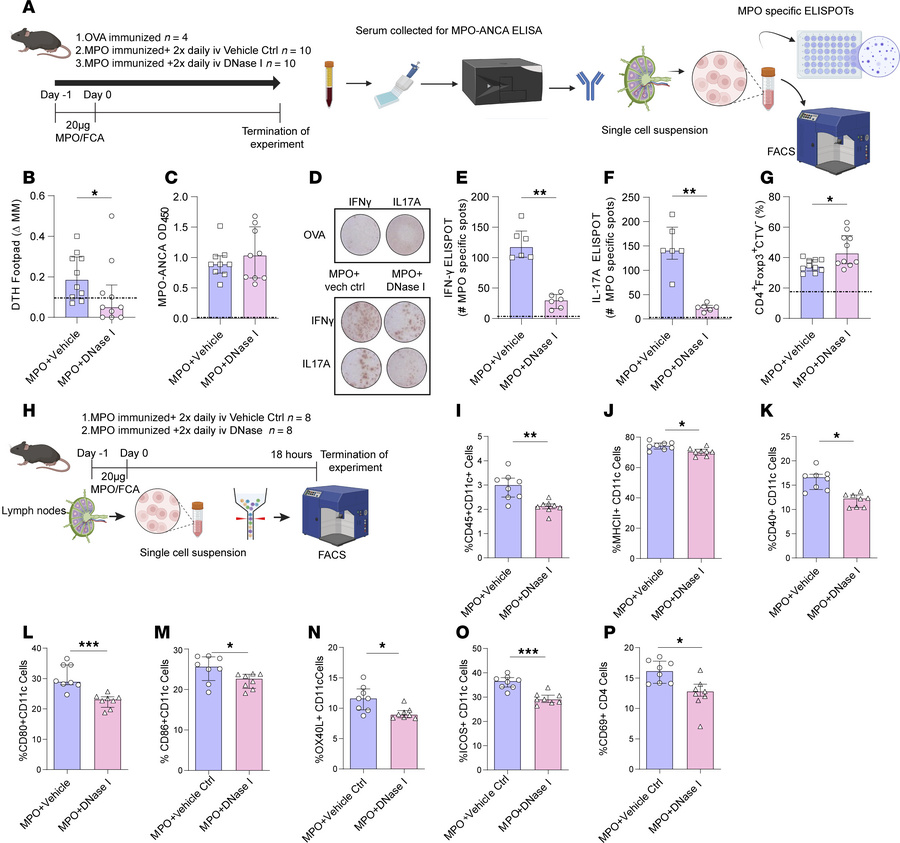DNase I treatment reduces autoimmunity to MPO and reduces DC and T cell ...