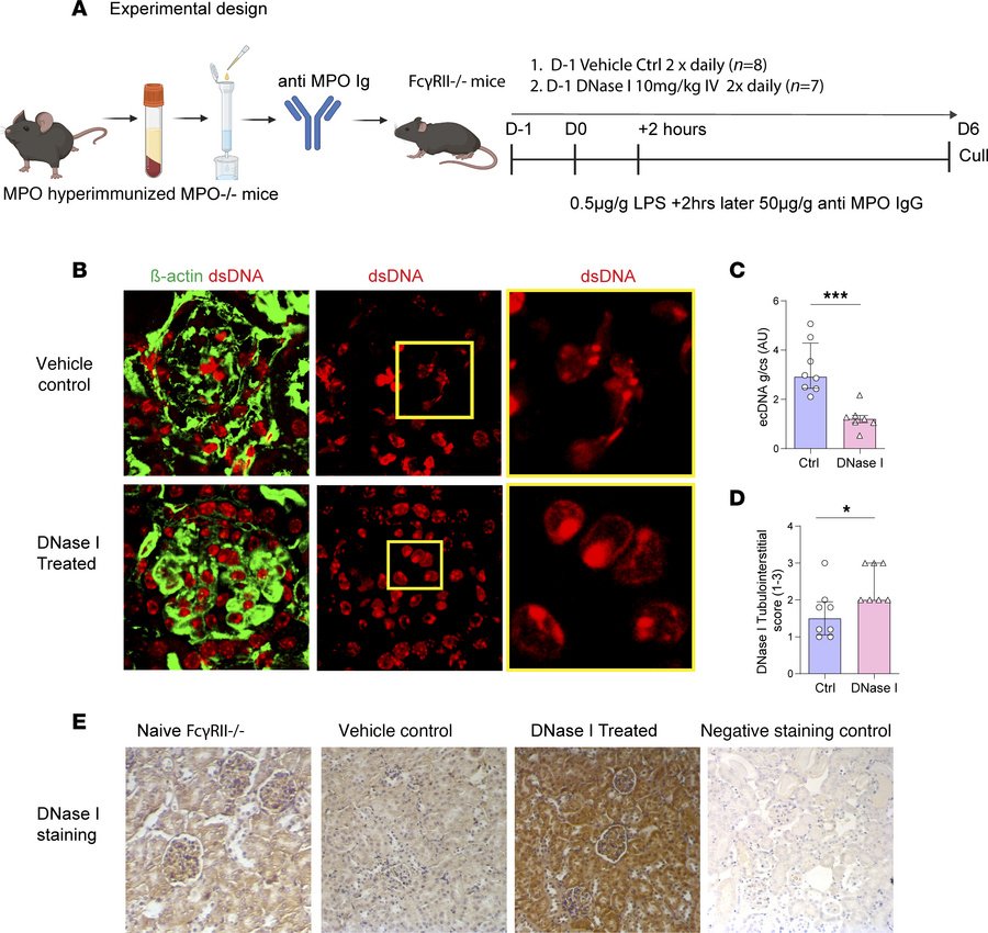 EcDNA is reduced in DNase I–treated mice with GN induced by passive tran...
