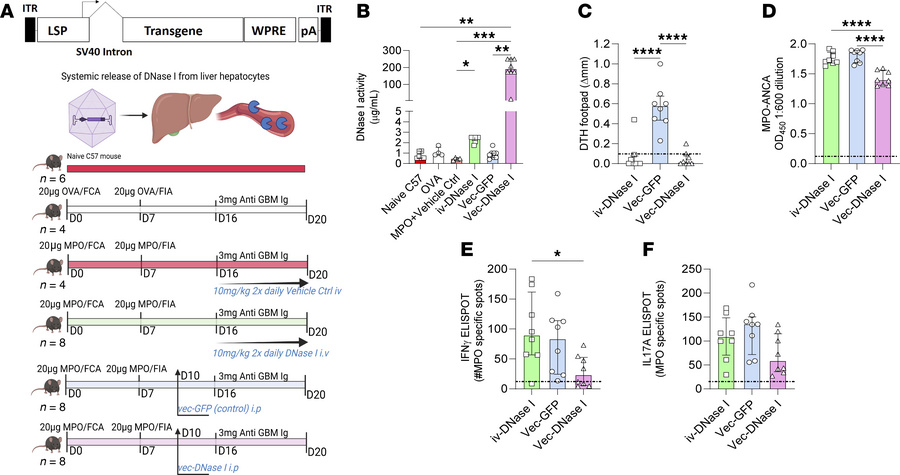 vec-DNase I treatment is superior to exogenously administered rhDNase I ...