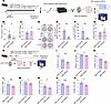 DNase I treatment reduces autoimmunity to MPO and reduces DC and T cell act