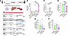 vec-DNase I treatment is superior to exogenously administered rhDNase I in