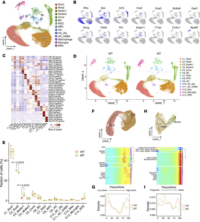 Mouse retinal compositional and transcriptional profiles.
(A) Uniform ma...