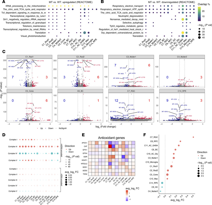 Cell-specific mitochondrial dysfunctions in the retina.
(A) Dot plots sh...