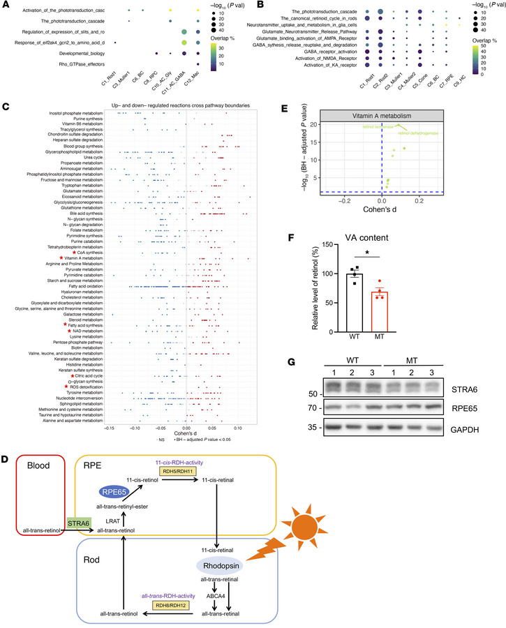 Abnormal visual signaling pathways and VA metabolism.
(A) Dot plots show...