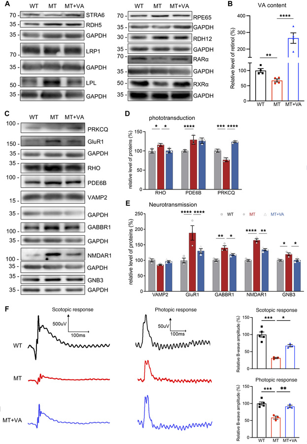 VA metabolism and visual function.
(A) Western blot analysis of proteins...